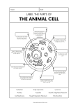 Animal Cell Worksheet 1