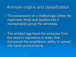 Topic 12 Origin of Amniotes and Modern Reptiles
