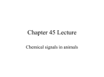 Chapter 45 Lecture Chemical signals in animals