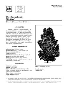 Grevillea robusta Silk-Oak Fact Sheet ST-285 1