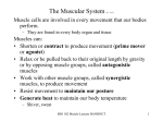 Lab 4-The Muscular System