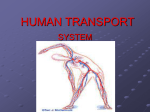 HUMAN TRANSPORT