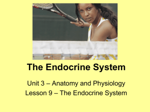 The Endocrine System