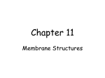 Chapter 11 - Membrane Structure