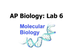 Lab 6B Tullis - Oak Ridge AP Biology