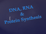 DNA RNA Protein Synthesis Presentation