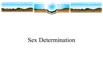 Sex Determination