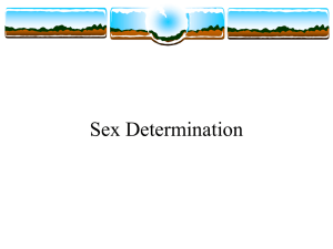 Sex Determination