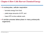 Chapter 6 How Cells Harvest Chemical Energy  In eukaryotes, cellular respiration