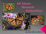 Monarch Butterfly Klea