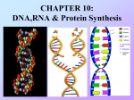 CHAPTER 10: DNA,RNA & Protein Synthesis