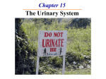 Urinary System Link
