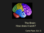 The Brain: How does it work?