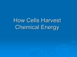 How Cells Harvest Energy