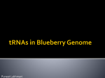 Media:tRNAs - Genomics and Bioinformatics @ Davidson