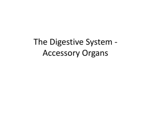 accessory organs