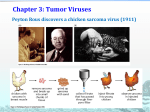 Chapter 3: Tumor Viruses