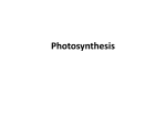 Photosynthesis