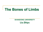 The Bones of Limbs