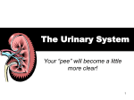 The Urinary System