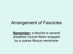 Arrangement of Fascicles