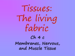Tissues: The living fabric