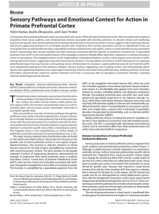 Sensory Pathways and Emotional Context for Action