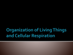 Organization of Living Things and Cellular Respiration