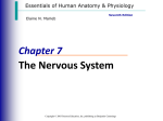 Nervous System Intro Part 1