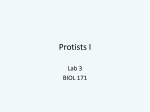 Lab-3-Protists-1 - Think. Biologically.