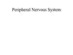 Peripheral Nervous System, Autonomic Nervous System and reflexes