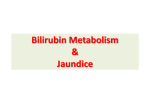 Conjugation of Bilirubin