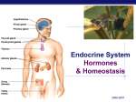 Endocrine System Hormones &amp; Homeostasis AP Biology