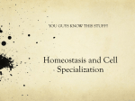 Homeostasis and Cell Specialization