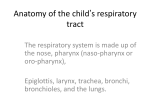 Anatomy of the child’s respiratory tract