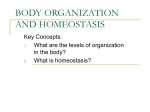 body organization and homeostasis