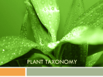 Plant classification