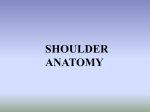 Shoulder Anatomy PowerPoint