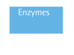 enzymes - UniMAP Portal