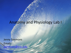 Histology - epithelial tissue - Mrs.Simmons Anatomy & Physiology I