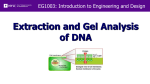 Lab 7 — DNA Extraction and Gel Analysis