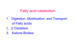 Acyl-CoA synthetases : Fatty acid +CoA + ATP → fatty acyl