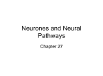 Ch 27 Neurones and Neural Pathways