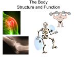 lesson 5 Joints structure and function