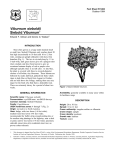 Viburnum sieboldii Siebold Viburnum Fact Sheet ST-662 1