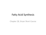 Fatty Acid Synthesis Chapter 28, Stryer Short Course