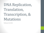 DNA Replication, Translation, Transcription, & Protein