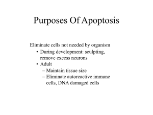 Purposes Of Apoptosis