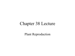 Chapter 38 Lecture Plant Reproduction