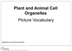 Plant and Animal Cell Organelles Picture Vocabulary